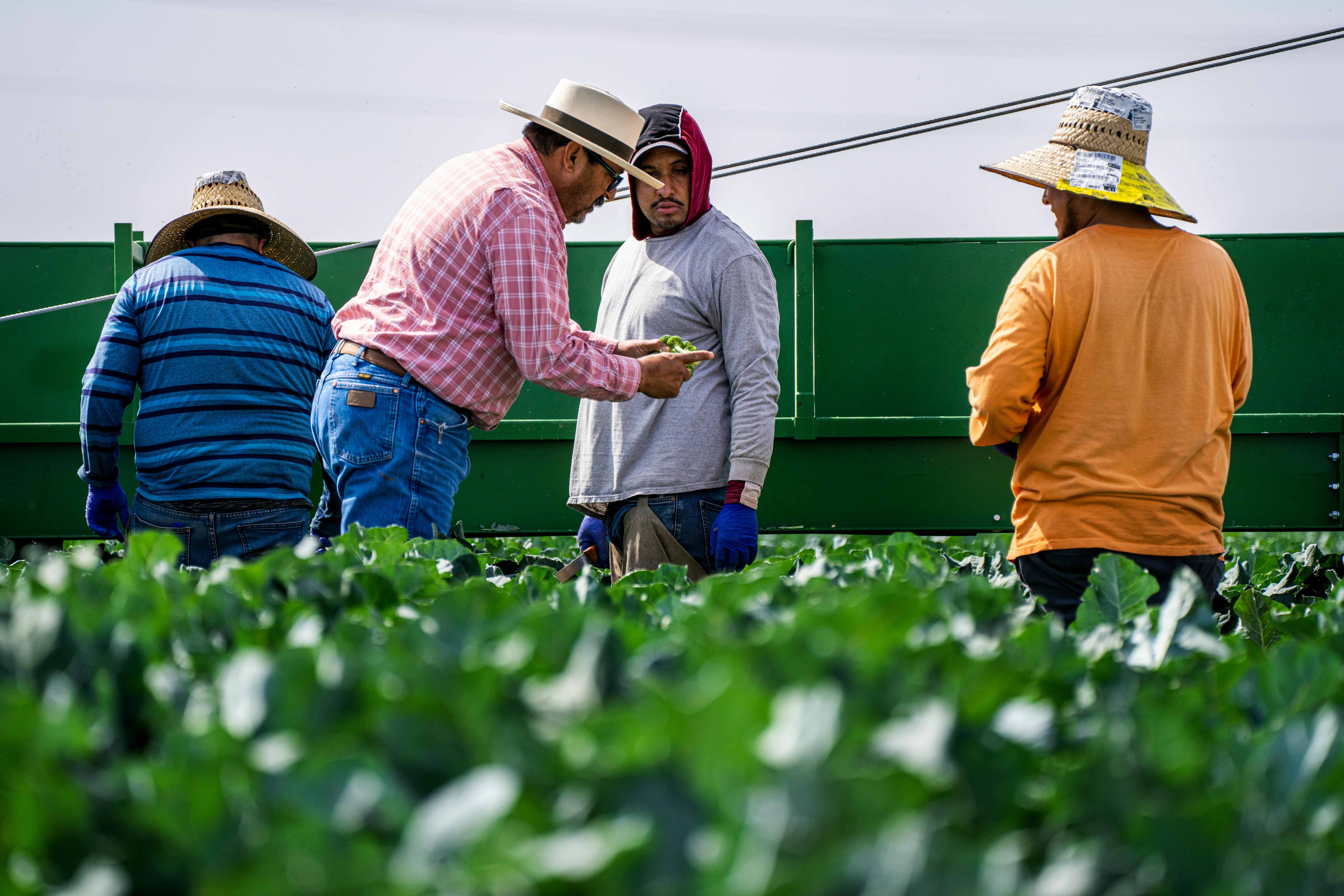 Blog Group of adult men working on vegetable harvesting in an outdoor farm.