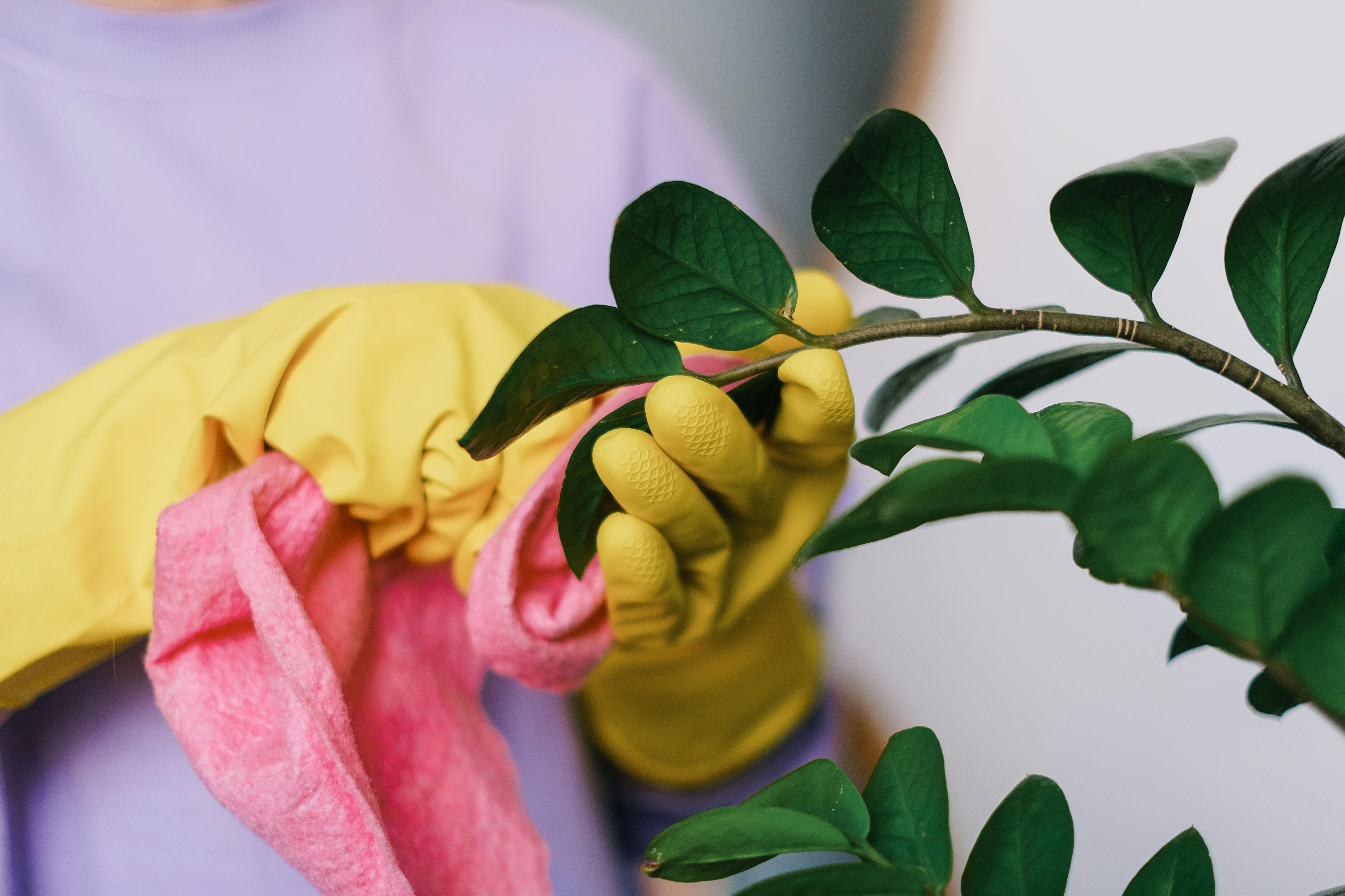 Project Categories Crop unrecognizable female in yellow gloves cleaning leaves of green plant in daytime